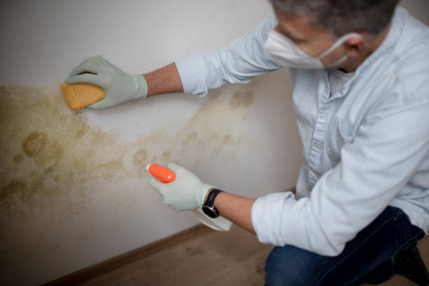 Best Residential Mold Removal  in Pleasant Hills, MD