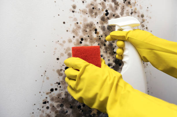 Best Certified Mold Removal  in Pleasant Hills, MD