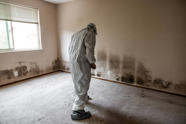 Best Certified Mold Removal  in Pleasant Hills, MD